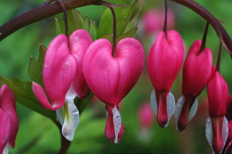 Pink Bleeding Heart Flowers — Serene, Spring, Photograph