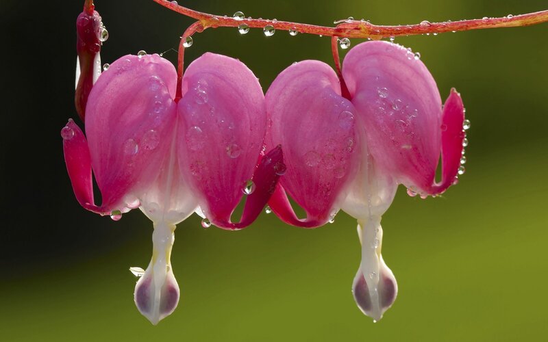 Pink Bleeding Heart Flowers — Serene, Spring, Photograph, Water Droplets