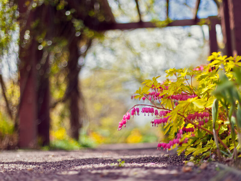 Pink Bleeding Heart Flowers — Serene, Spring, Photograph, Yellow Leaves