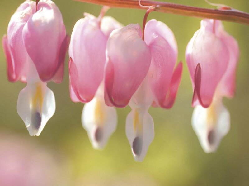 Pink Bleeding Heart Flowers — Serene, Spring