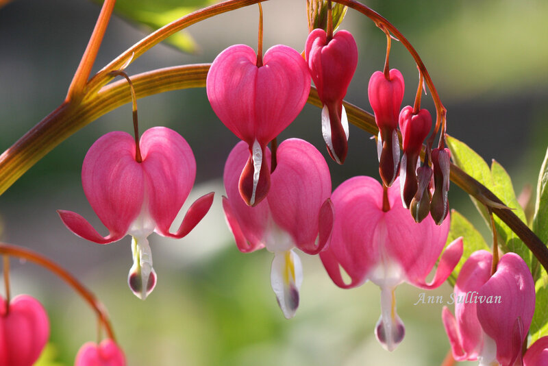 Pink Bleeding Heart Flowers — Serene
