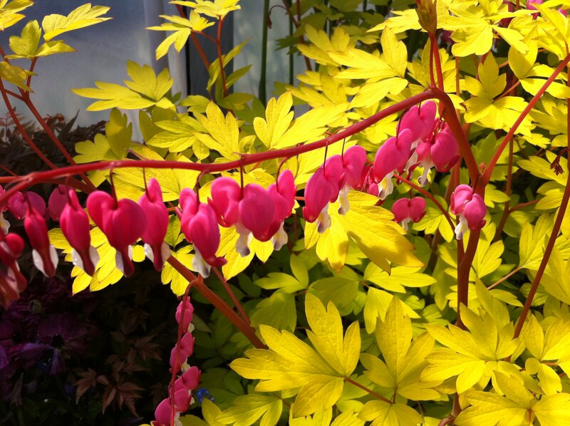 Pink Bleeding Heart Flowers — Vibrant