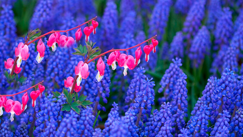 Pink Bleeding Hearts — Blue, Serene, Spring, Photograph