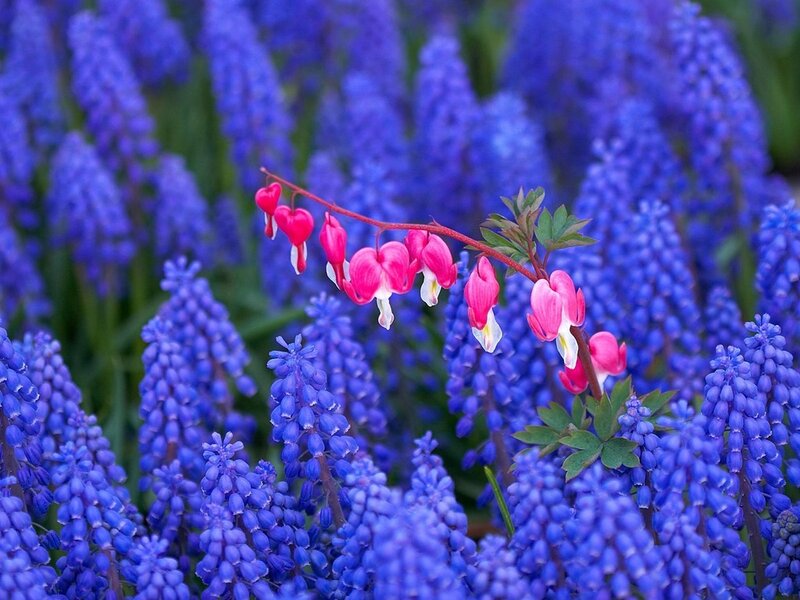 Pink Bleeding Hearts — Blue