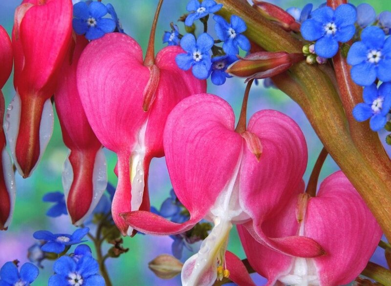 Pink Bleeding Hearts