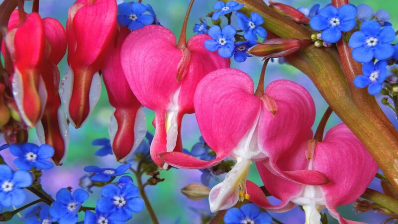 Pink bleeding hearts with blue flowers