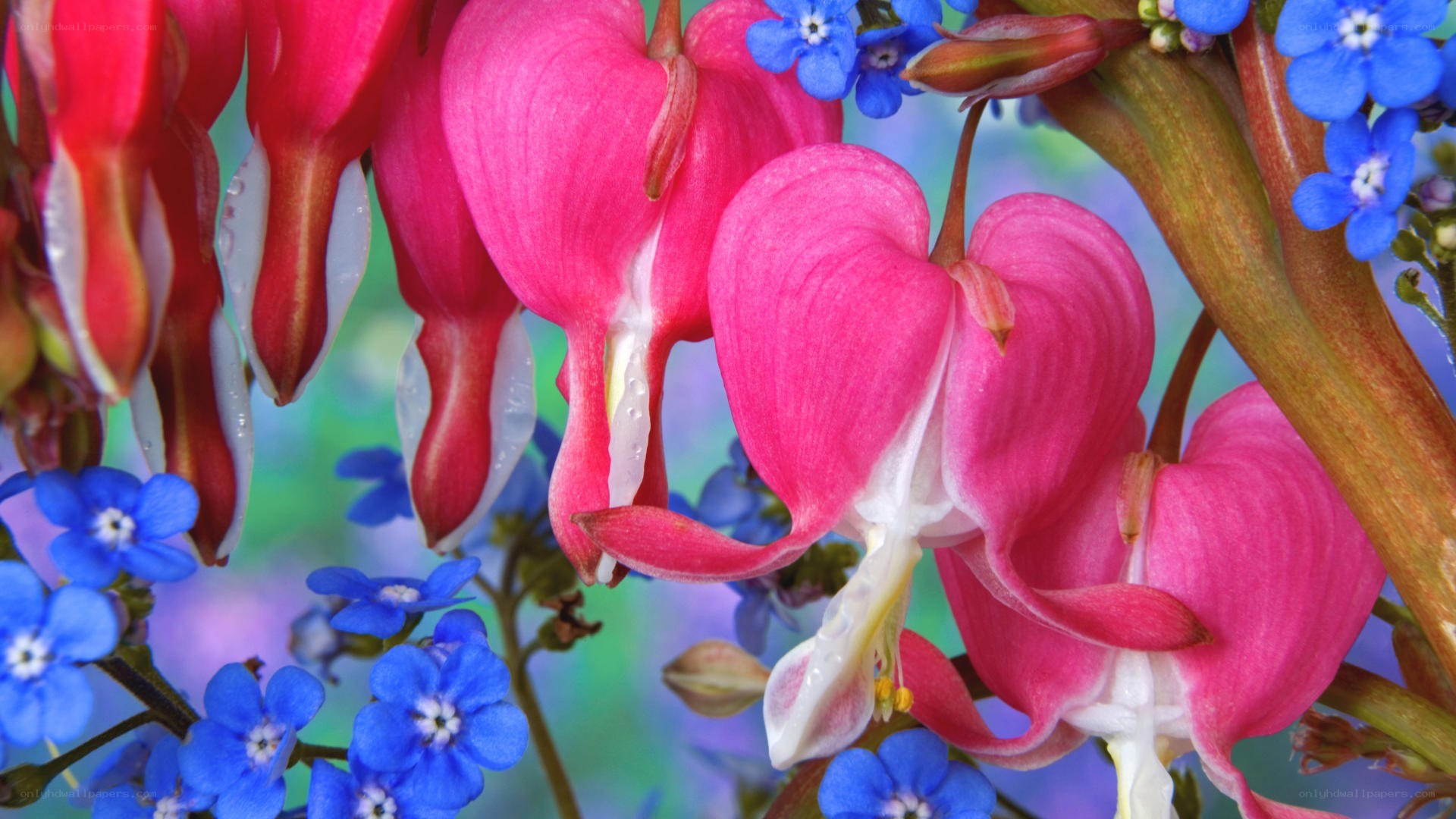 Pink bleeding hearts with blue flowers