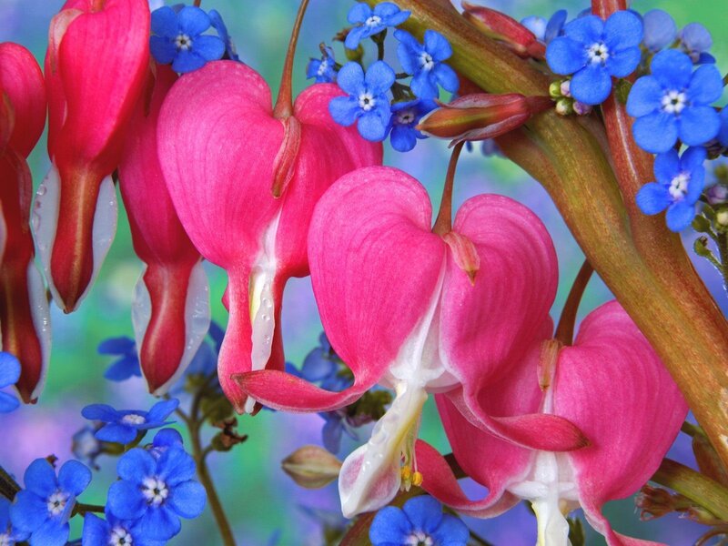 Pink bleeding hearts with blue flowers