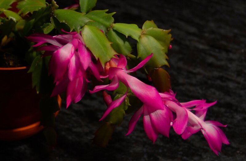 Pink Blooming Cactus — Dramatic