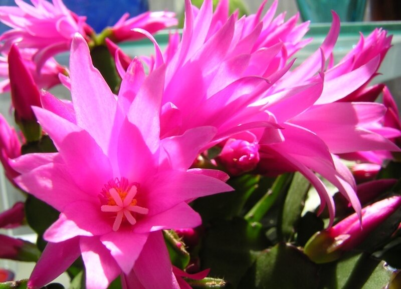 Pink Blooming Cactus Flower
