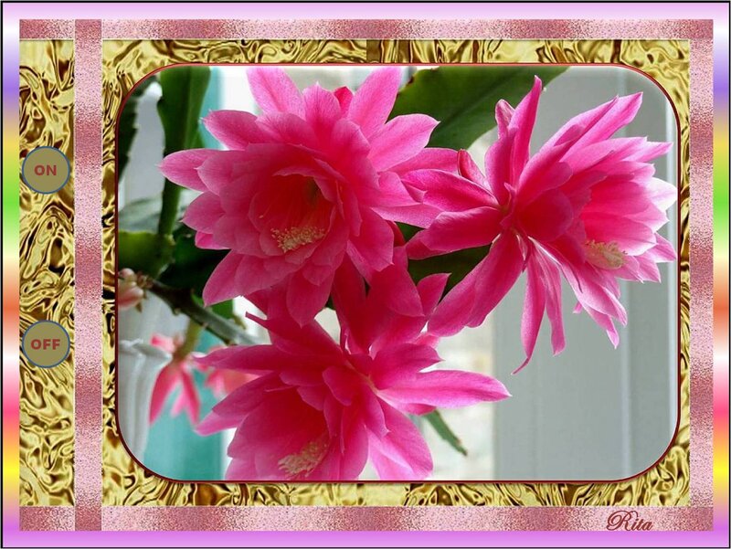 Pink Blooming Cactus Flowers — Calm