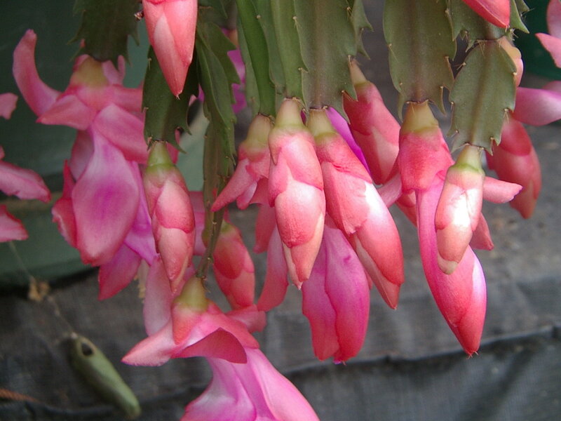 pink blooming cactus flowers