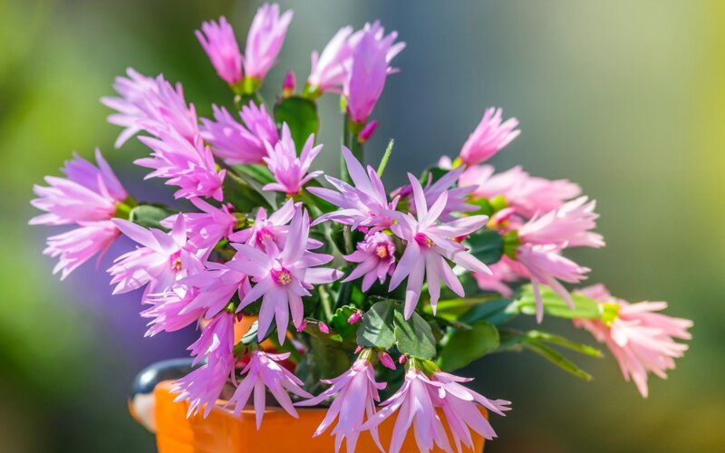 Pink Blooming Cactus