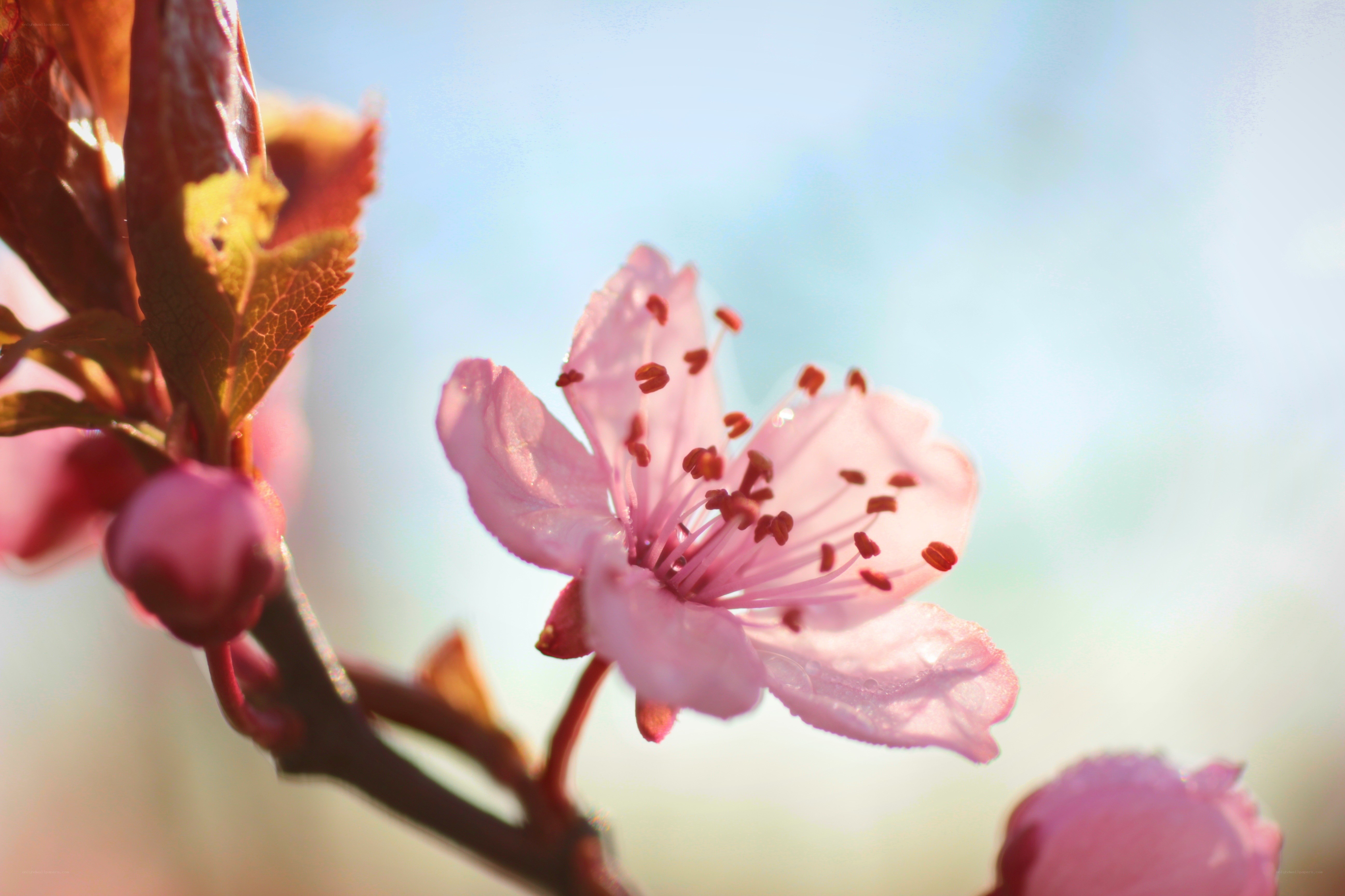 Pink blossom in spring light