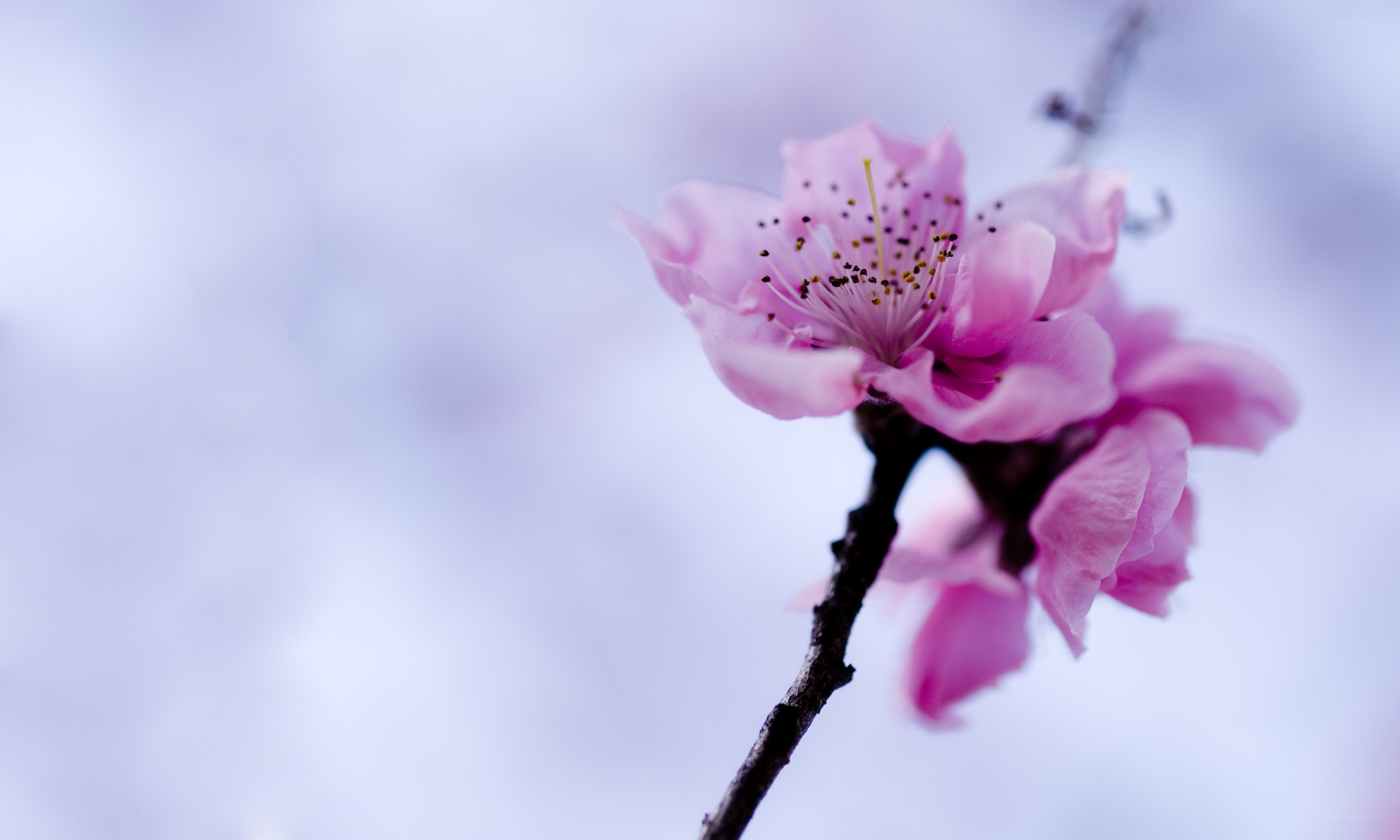 Pink blossom on a branch