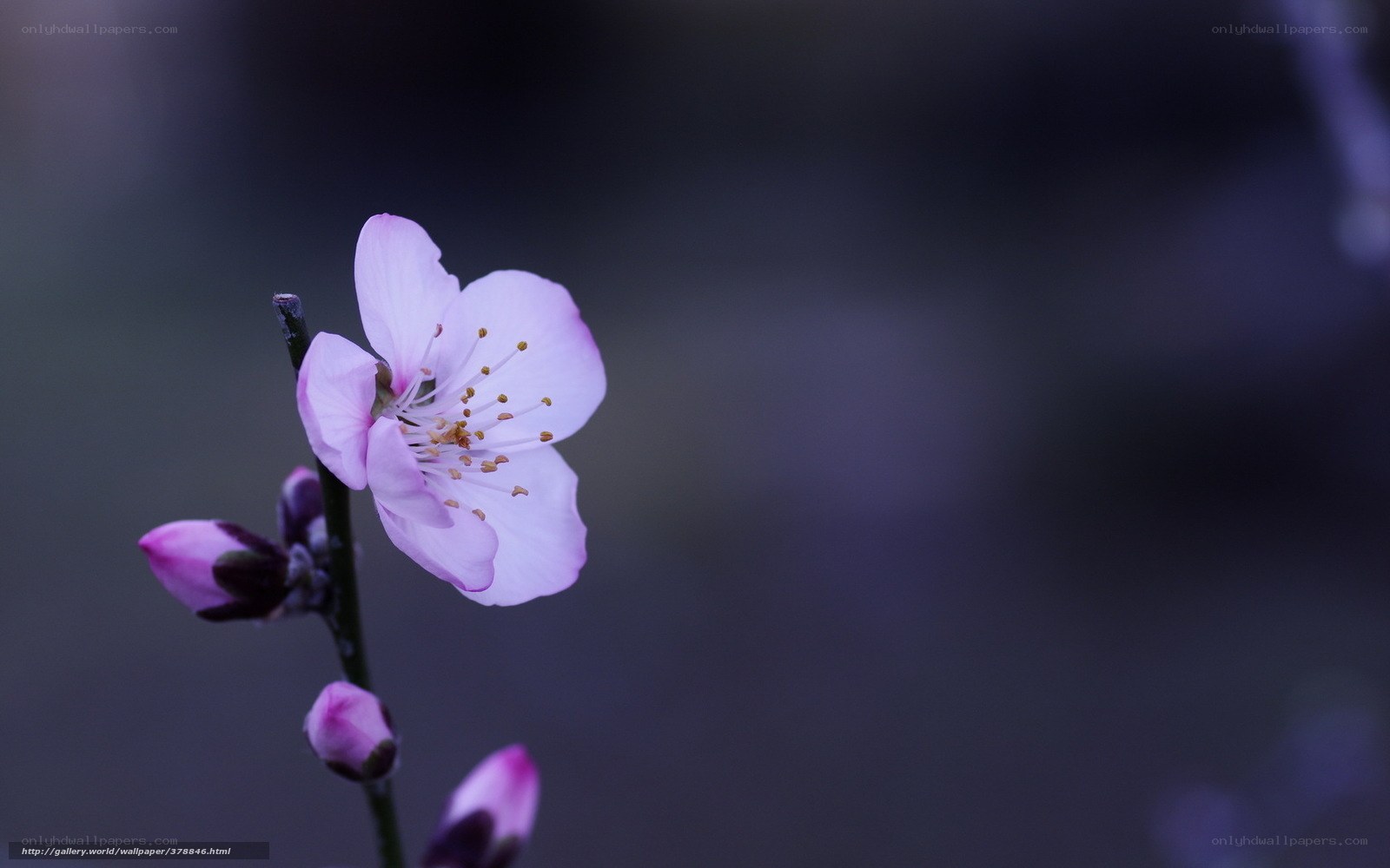 Pink blossom on a branch