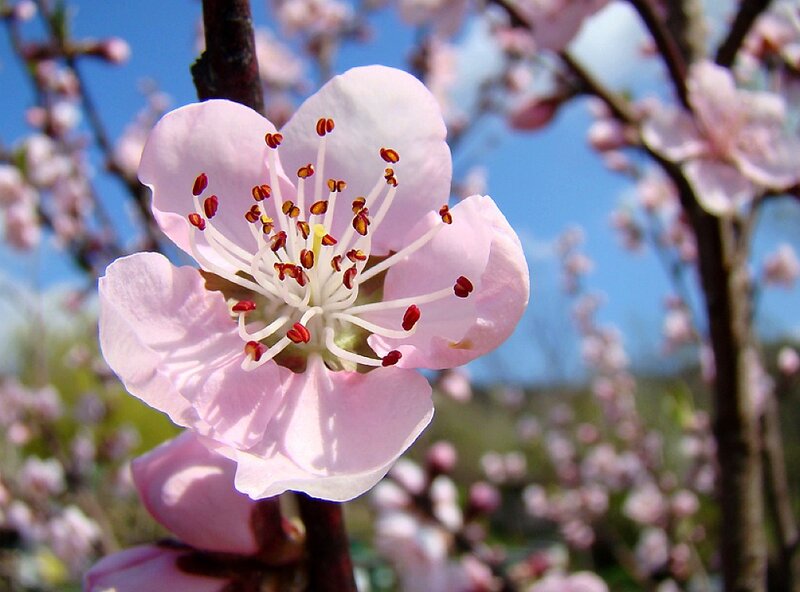 pink blossom on a tree branch
