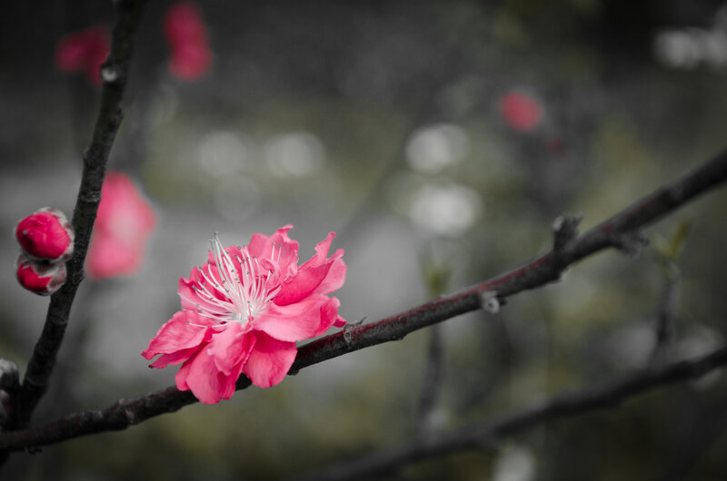 Pink Blossom on Branch — Serene