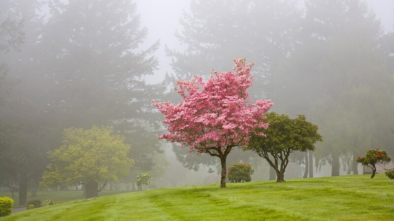 Pink blossom tree in fog