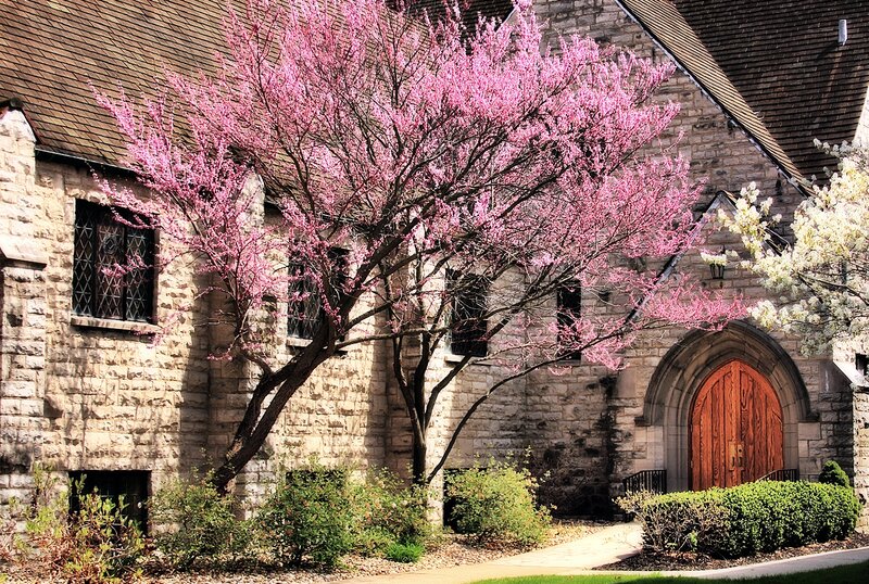 Pink-blossom Tree