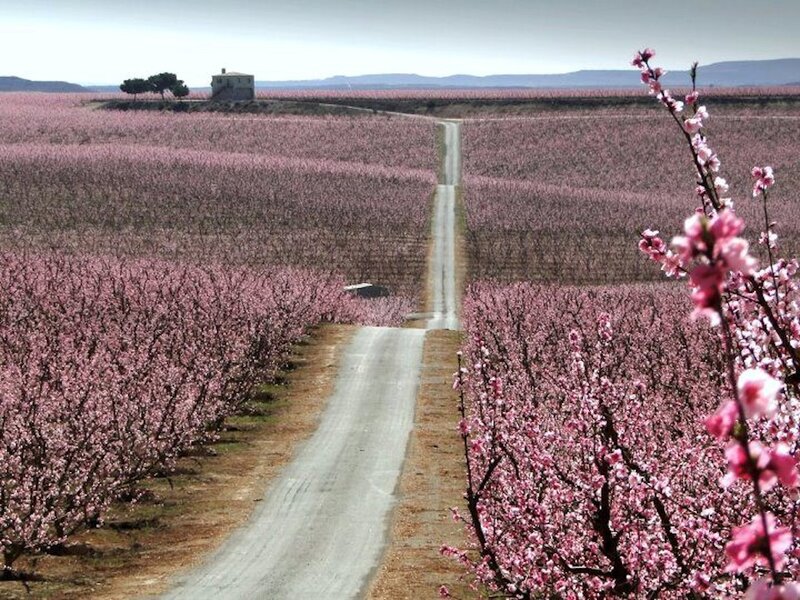 Pink-blossomed Orchard