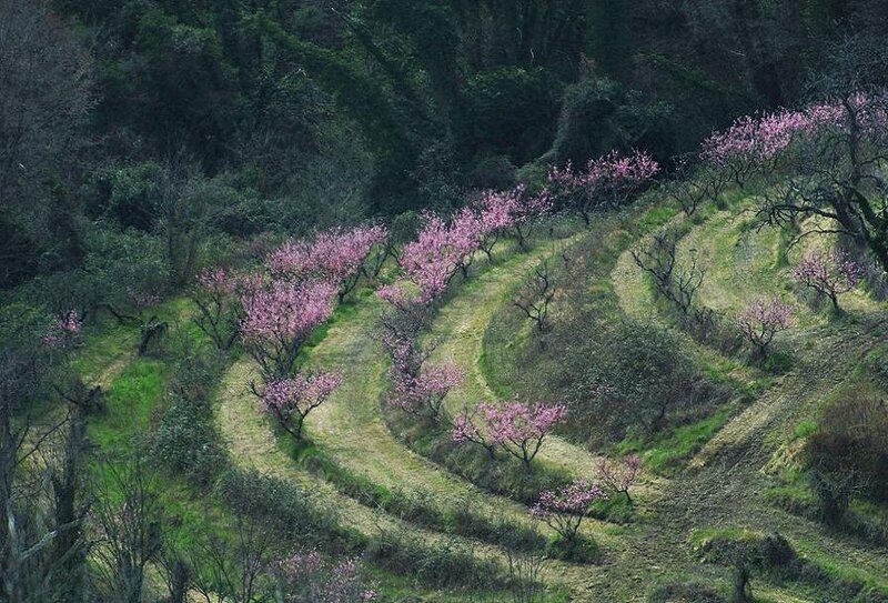 Pink-blossomed Trees on Hillside