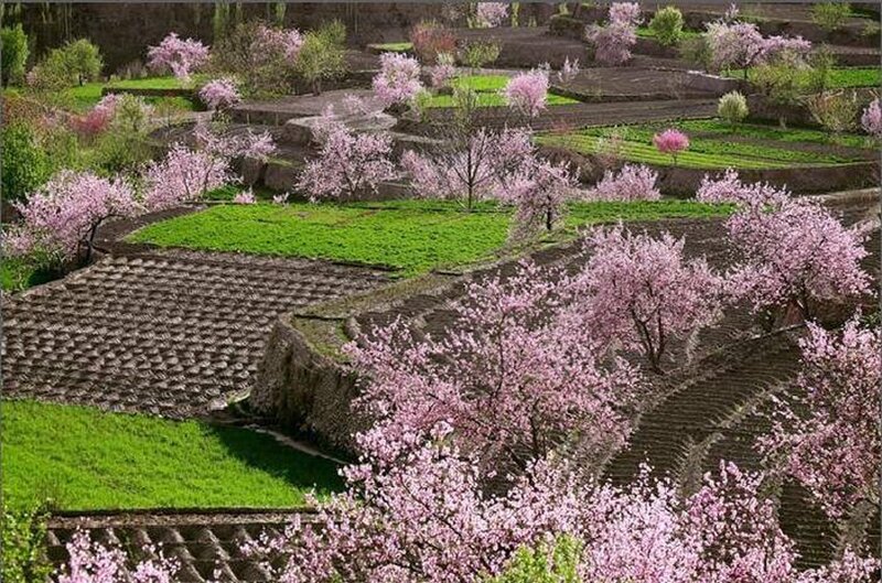 Pink-blossomed Trees — Pink