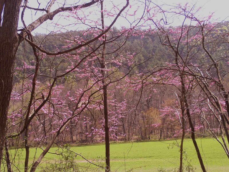 Pink-blossomed Trees