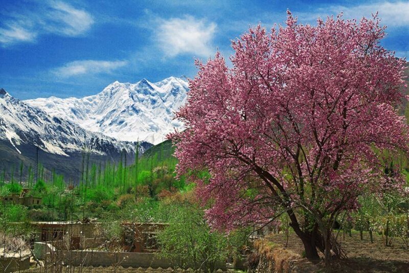 Pink Blossoming Tree — Blue