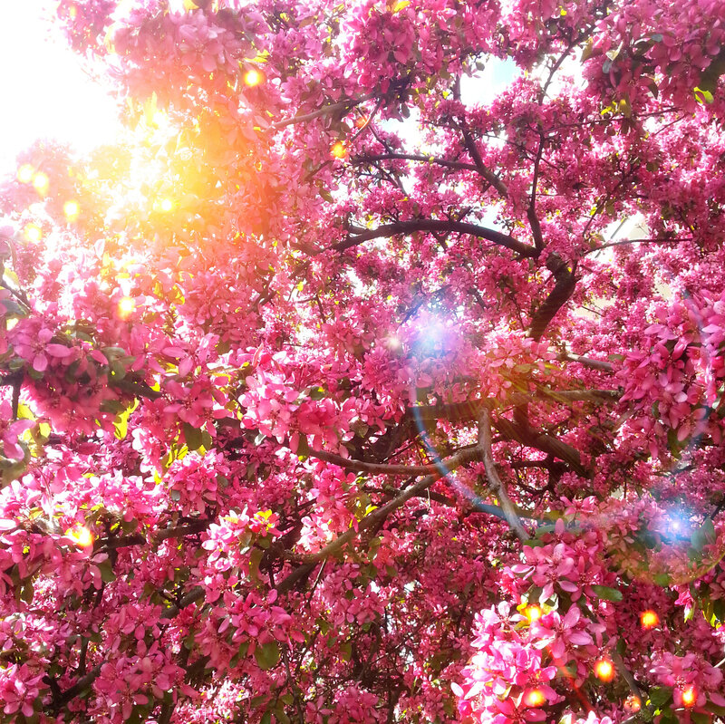 Pink Blossoming Tree — Bright