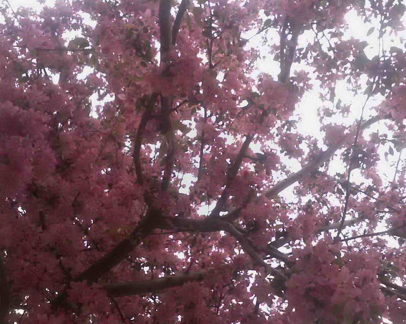 Pink Blossoming Tree — Calm