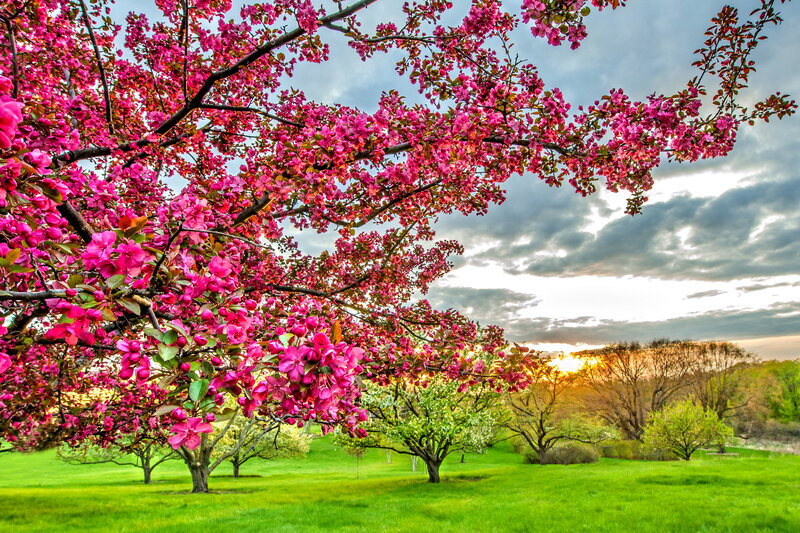 Pink Blossoming Tree — Serene