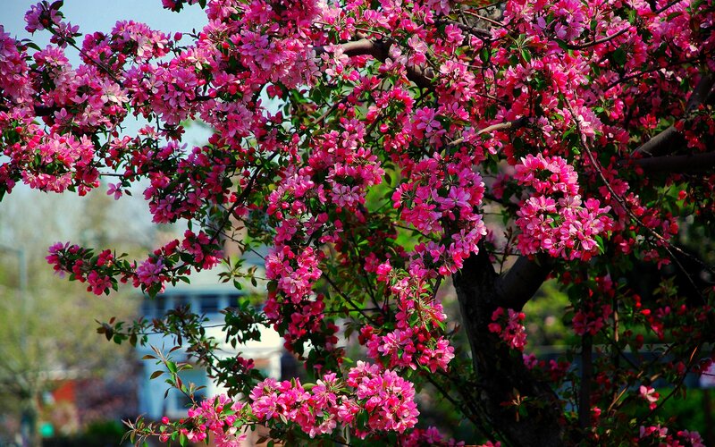 Pink Blossoming Tree