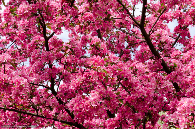 Pink Blossoming Tree — Vibrant