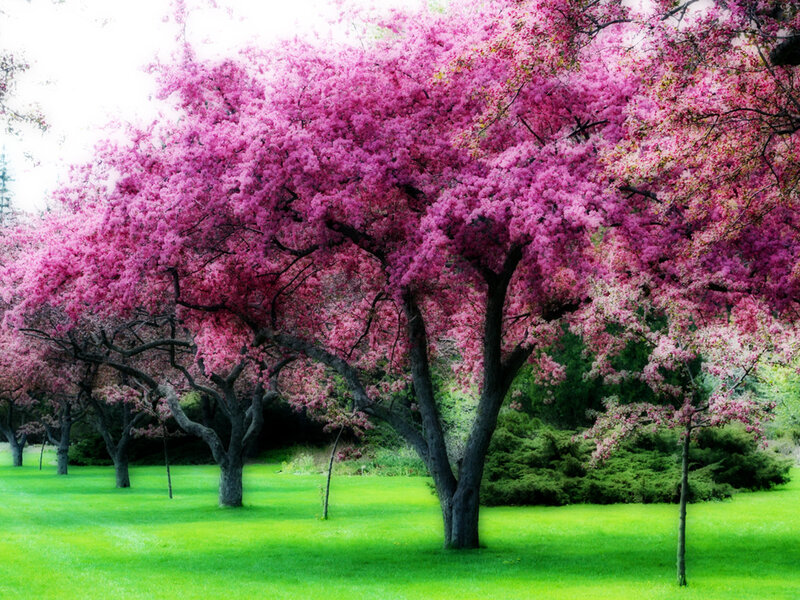 Pink blossoming trees in a park