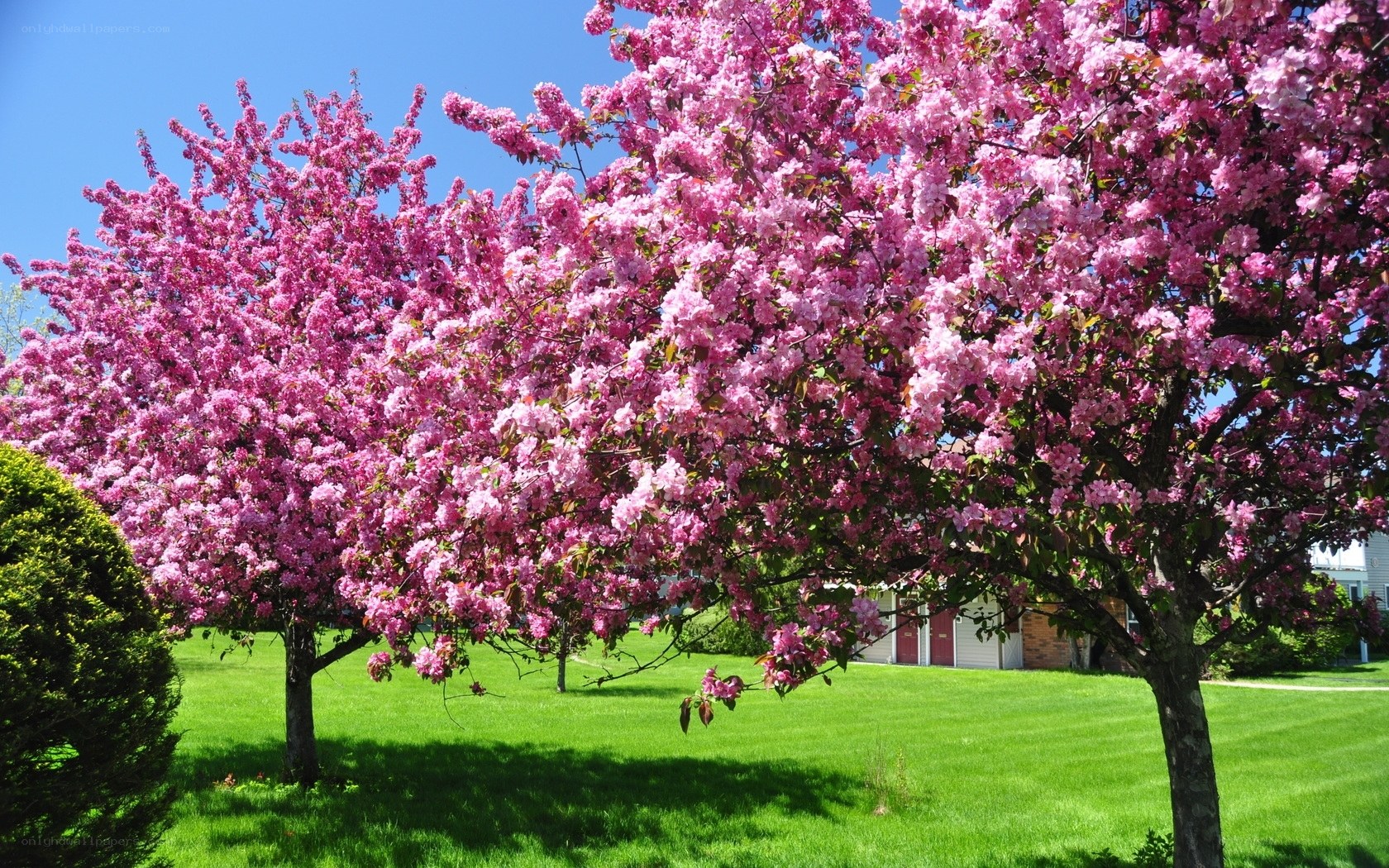Pink blossoming trees in spring