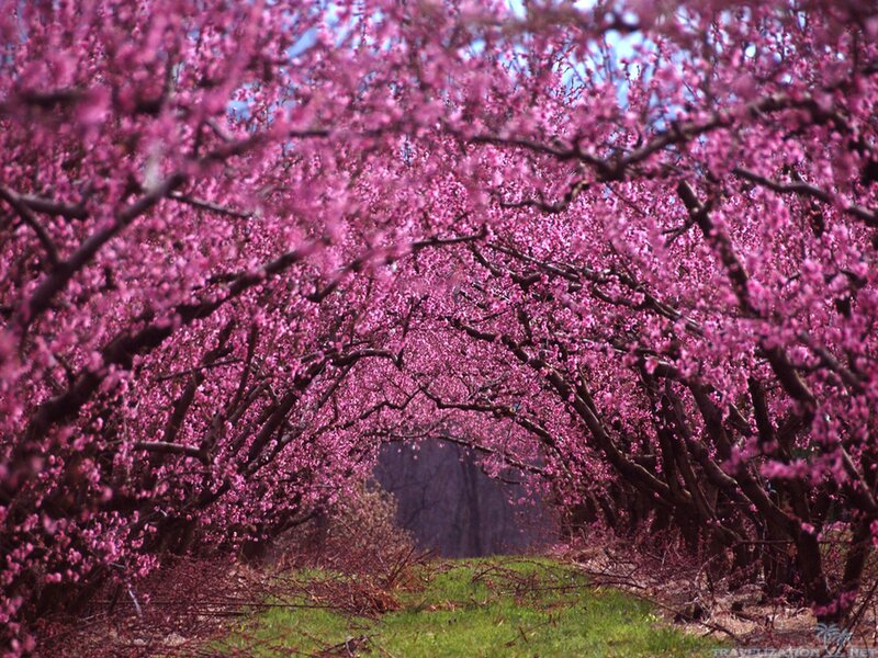 Pink Blossoming Trees — Serene, Spring, Photograph, Flowers, Path