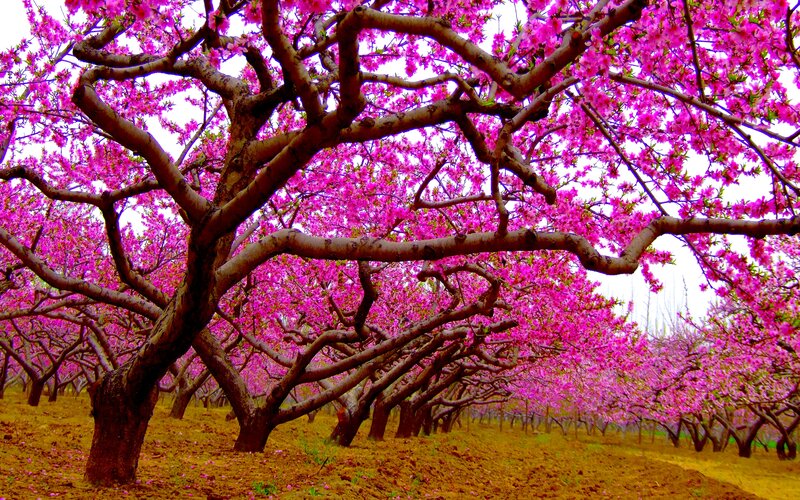 Pink Blossoming Trees — Serene, Spring, Photograph, Flowers