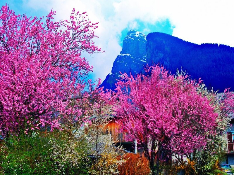 Pink Blossoming Trees — Serene, Spring, Photograph, Mountains