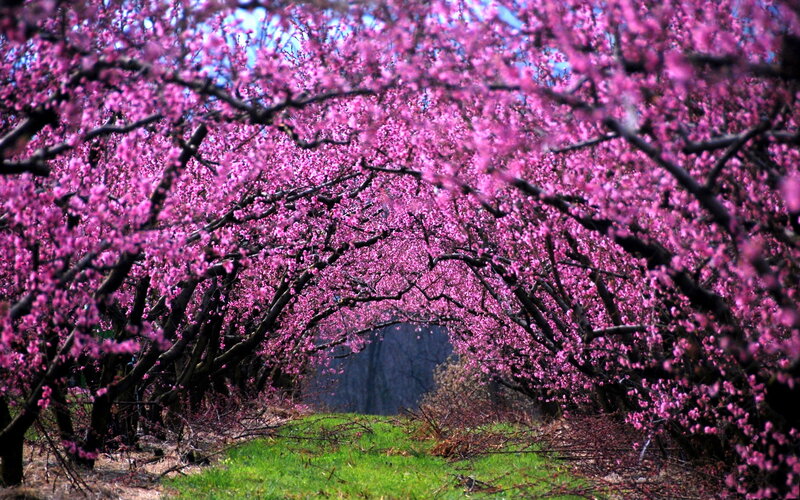 Pink Blossoming Trees — Serene, Spring, Photograph