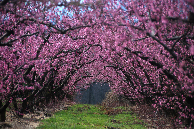 Pink Blossoming Trees — Serene, Spring