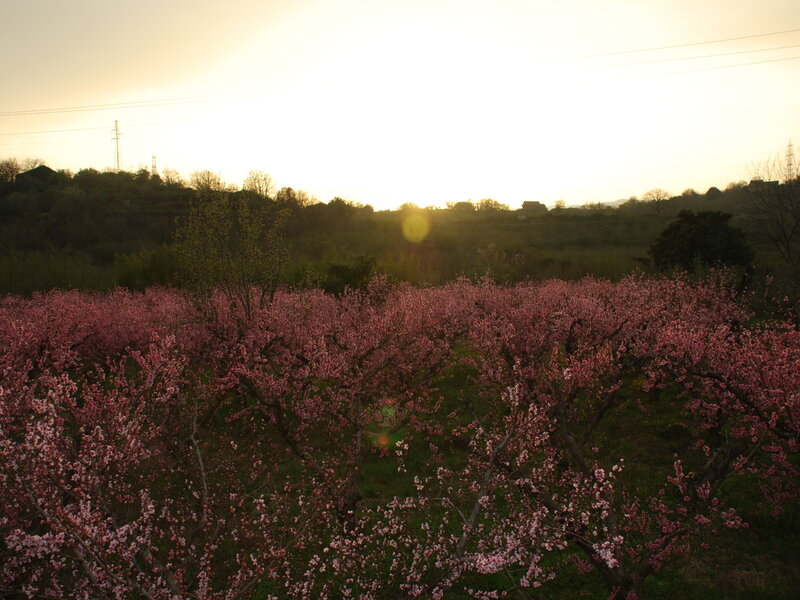 Pink Blossoming Trees — Serene, Sunset