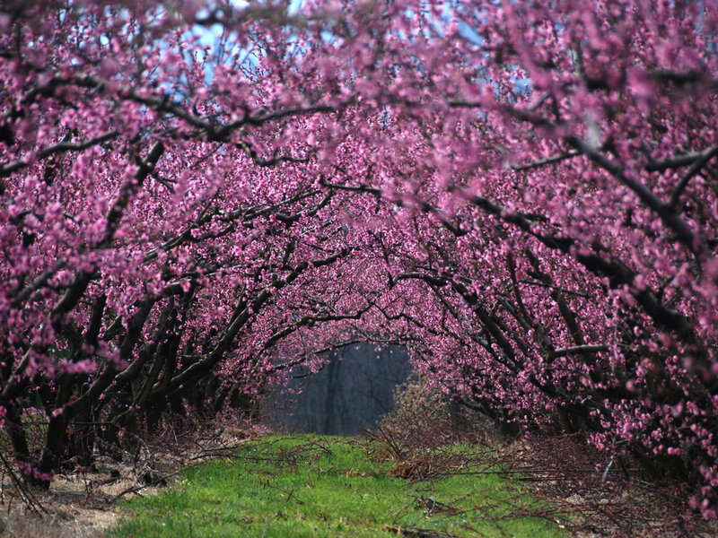 Pink Blossoming Trees — Serene
