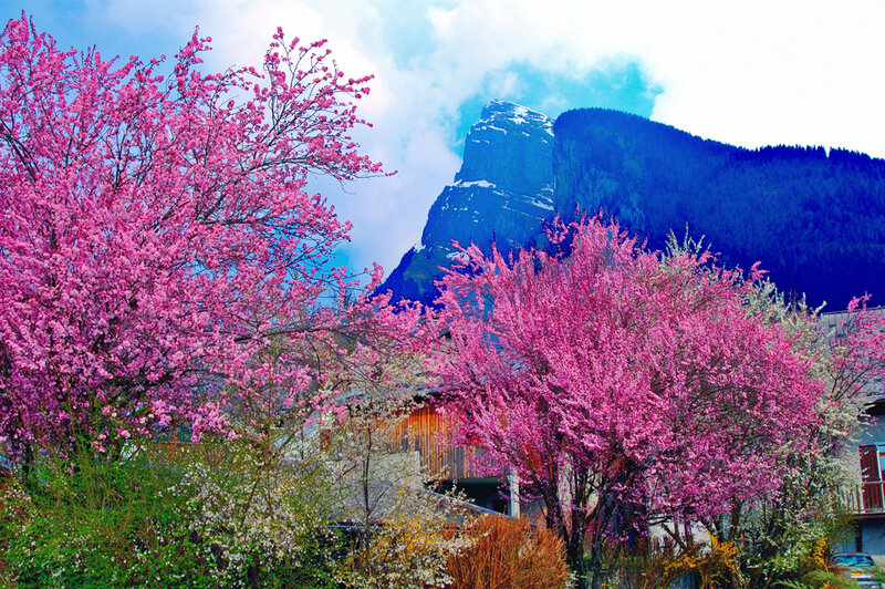 Pink Blossoming Trees