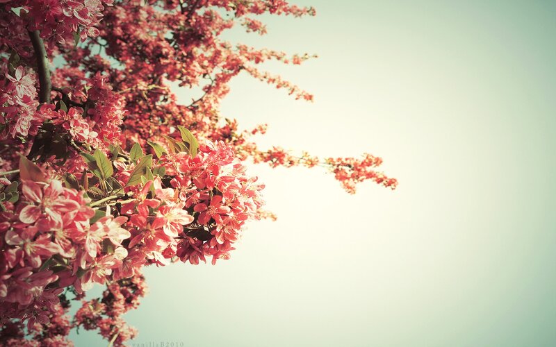 Pink blossoms against a pale sky
