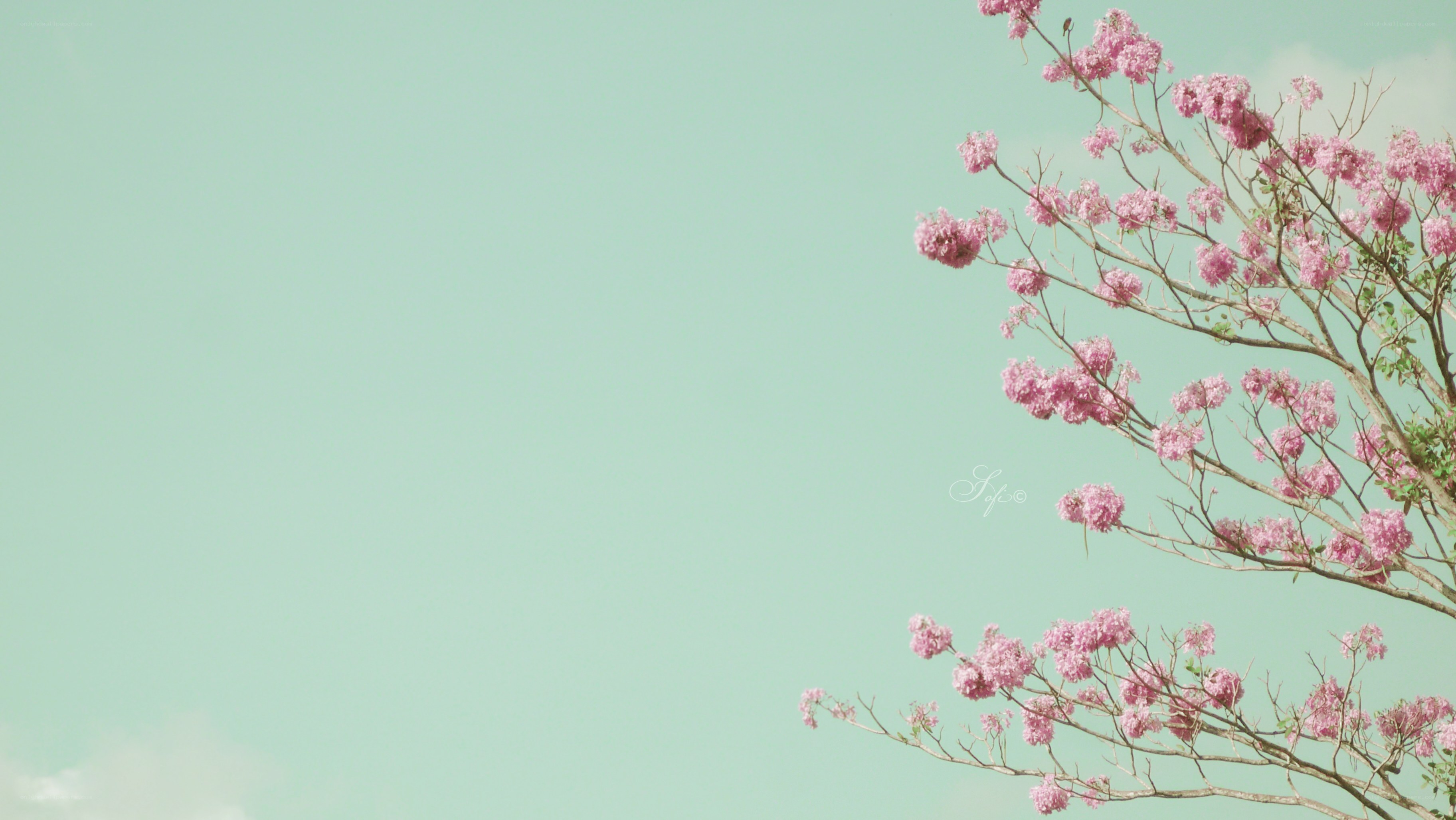 Pink blossoms against a teal sky