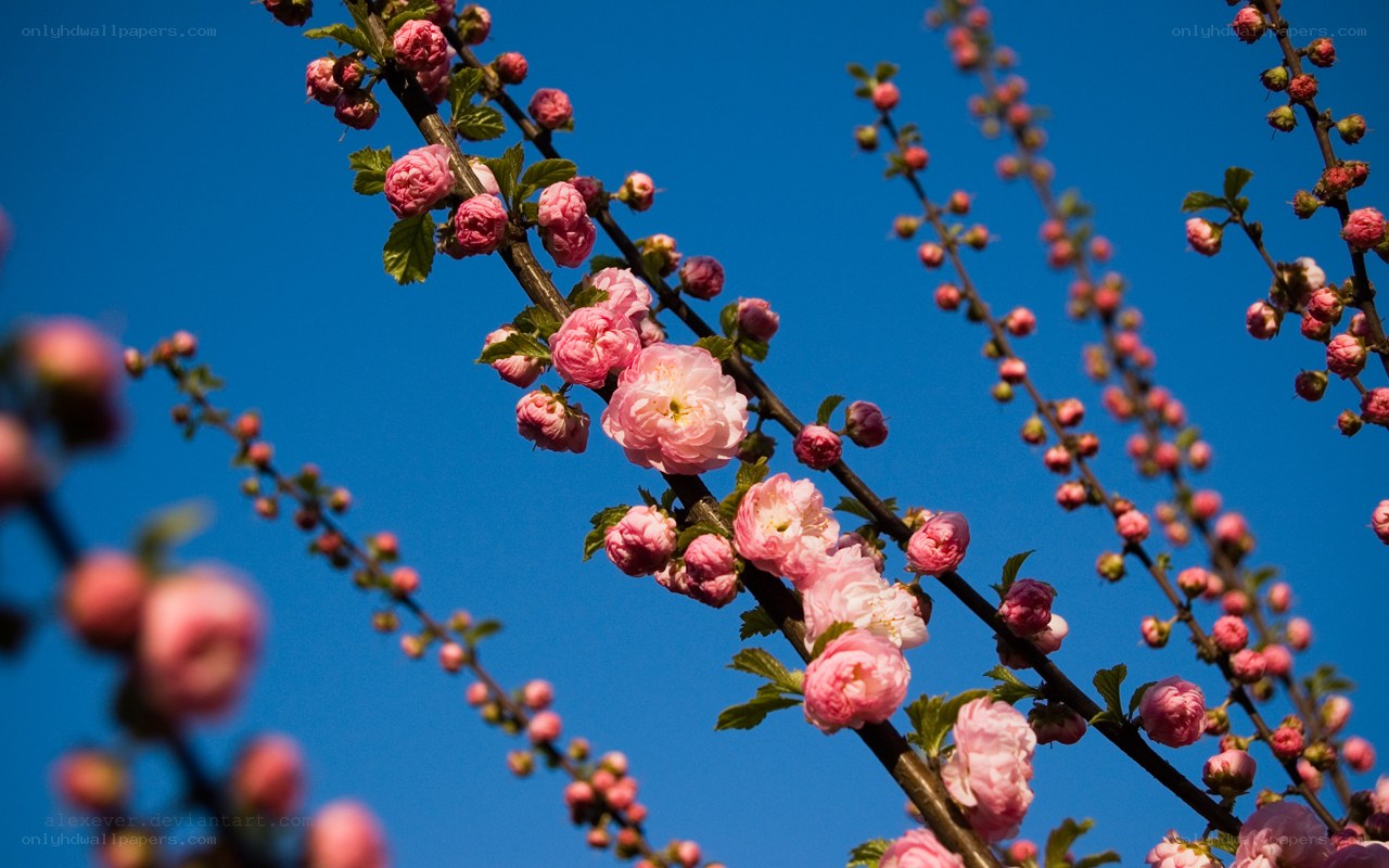 Pink blossoms against blue sky