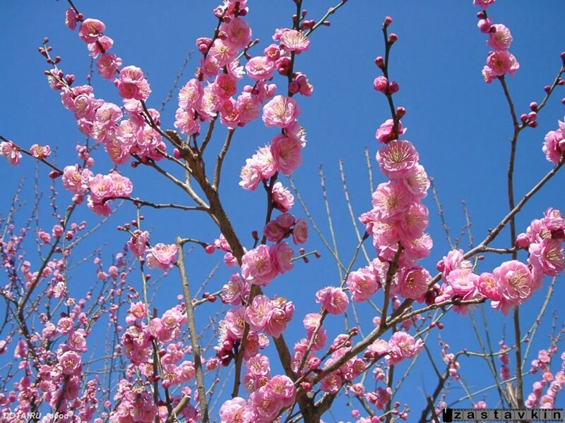 Pink blossoms against blue sky