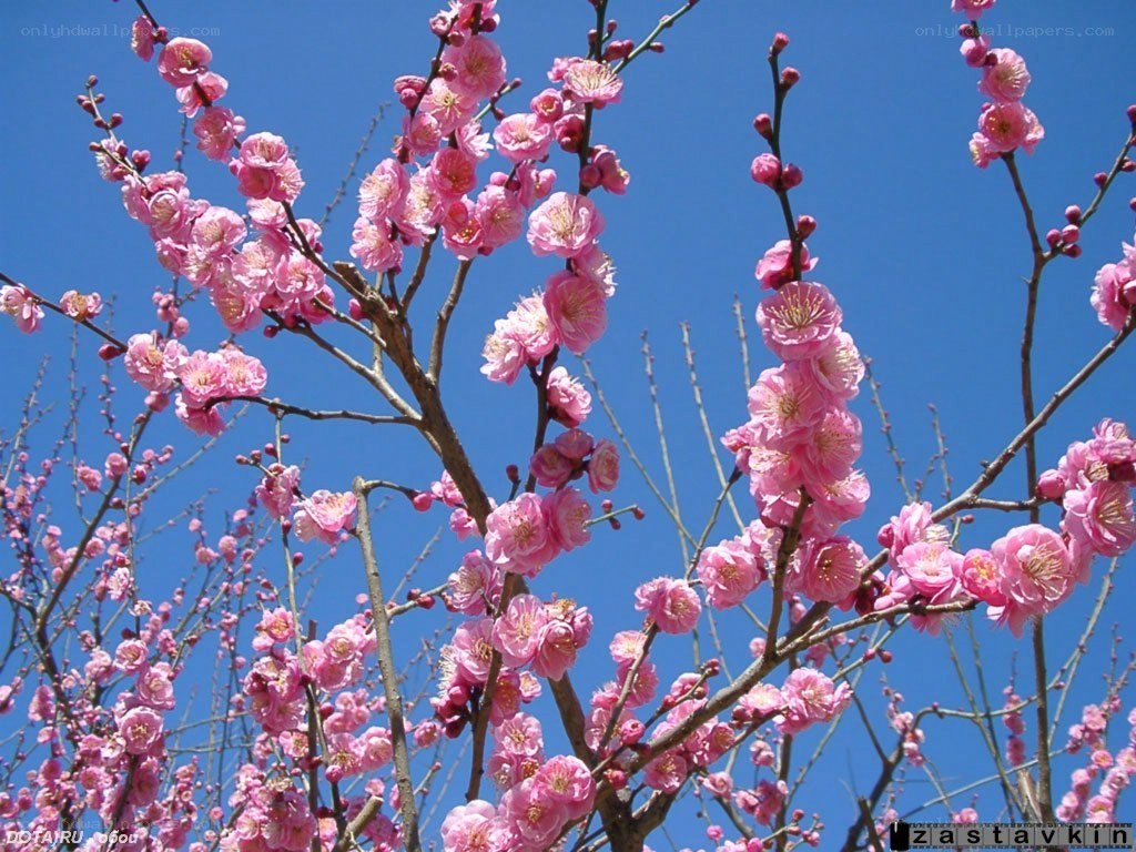 Pink blossoms against blue sky