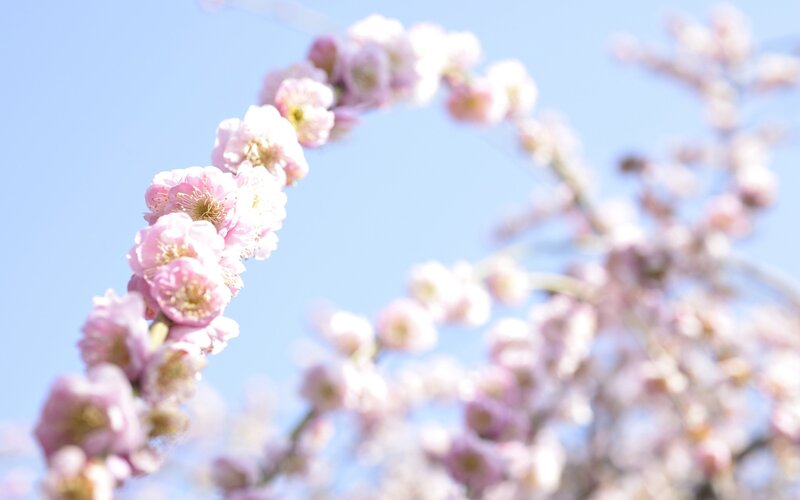 Pink blossoms against blue sky
